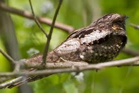 whippoorwill