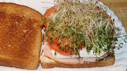 Avocado, Cream Cheese, and Tomato Toasty